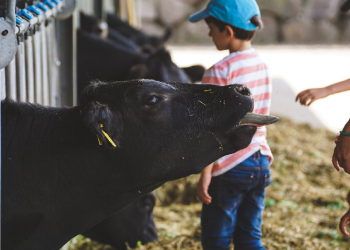 Pelajaran Pendidikan Karakter dari Idul Adha