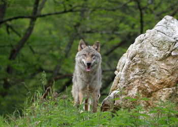 Keshalehan Pemimpin Dirasakan Oleh Hewan