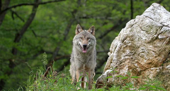 Keshalehan Pemimpin Dirasakan Oleh Hewan