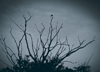 Riya adalah Bagian dari Syirik