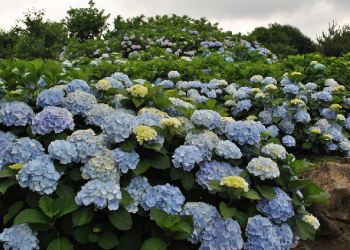 Ketika Dua Pemimpin Pemuda Penghuni Surga Lahir