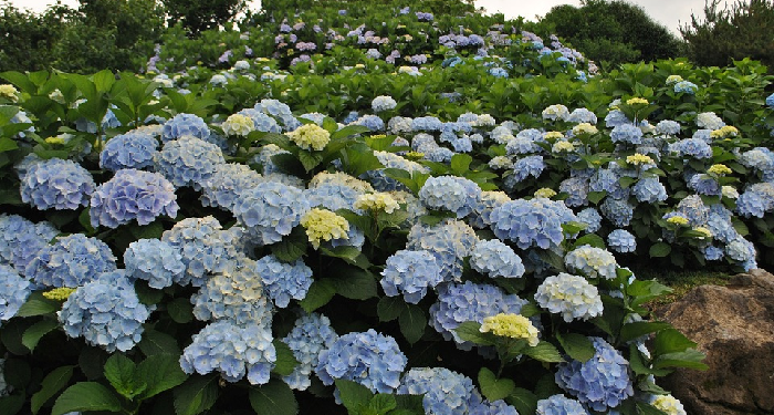 Ketika Dua Pemimpin Pemuda Penghuni Surga Lahir