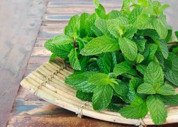 Cara Cepat Atasi Bau Mulut: Kunyah Daun Mint