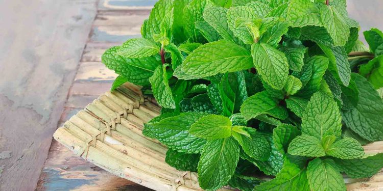 Cara Cepat Atasi Bau Mulut: Kunyah Daun Mint