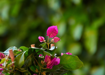 Menolong Agama Allah