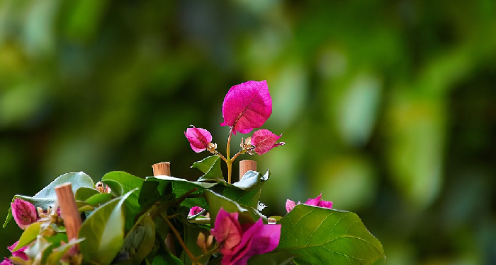 Menolong Agama Allah