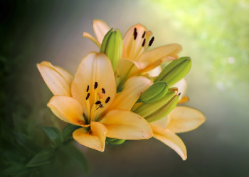 Terlarangkah Memanggil Istri dengan Sebutan 'Bunda', 'Ummi'?