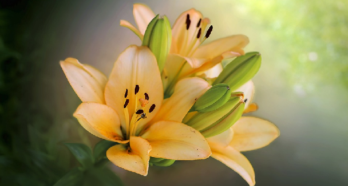 Terlarangkah Memanggil Istri dengan Sebutan 'Bunda', 'Ummi'?