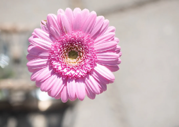 Puasa Sunnah Sebelum Membayar Hutang Puasa