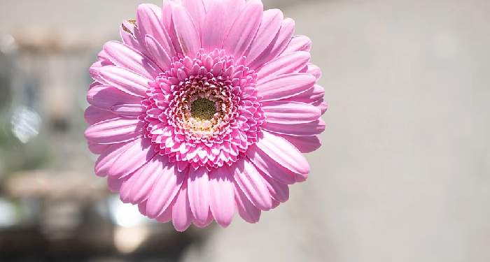 Puasa Sunnah Sebelum Membayar Hutang Puasa