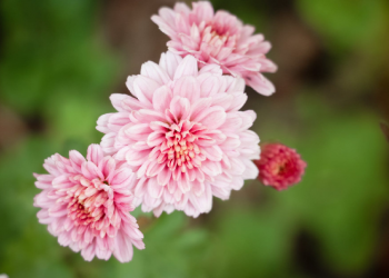 Berhiaslah dengan Akhlak Mulia