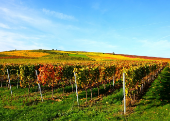 Ketaatan Sebab Turunnya Rahmat