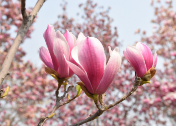 Tepuk Tangan Orang Quraisy Saat Rasulullah Bercerita Isra Miraj (2)