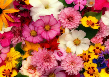 Syria Women di Koln Jerman