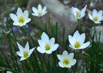 Ucapan Terima Kasih sebagai Tanda Syukur