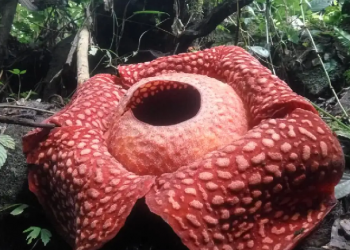 Ghibah dan Memakan Daging Saudara Muslim