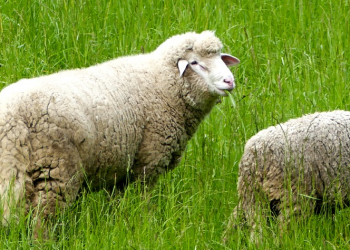 Kisah Uzroni, Peternak Domba Penerima Change Maker Award