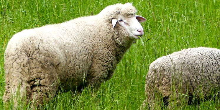 Kisah Uzroni, Peternak Domba Penerima Change Maker Award