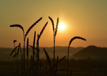 Shalat Subuh Kesiangan