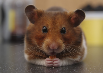 Hamster