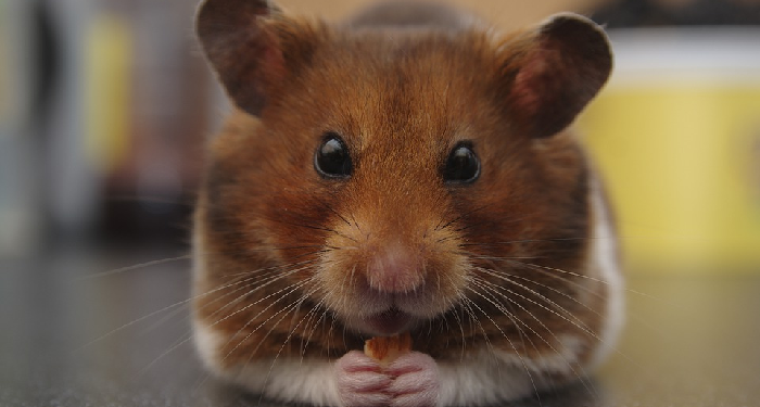 Hamster
