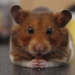 Hamster