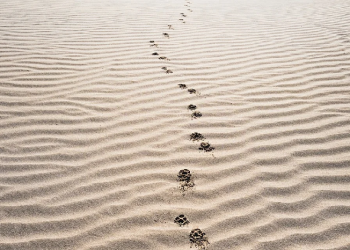 Pencuri yang Diselamatkan oleh Seorang Mufti yang Akan Dicurinya  (2)