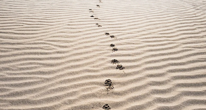 Pencuri yang Diselamatkan oleh Seorang Mufti yang Akan Dicurinya  (2)