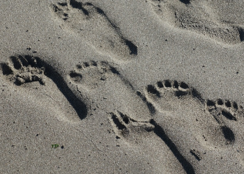 Pencuri yang Diselamatkan oleh Seorang Mufti yang Akan Dicurinya  (1)