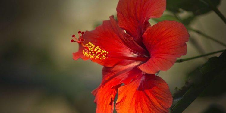 Masker Bunga Sepatu, Solusi Alami Wajah Berjerawat