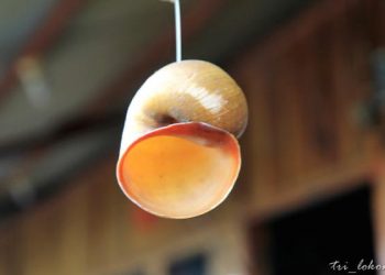 Mengenal Kolombi, Sejenis Tutut dengan Protein Tinggi