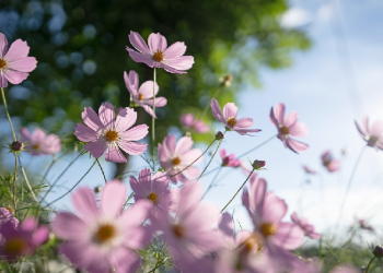 Mengemas Pendapat dengan Baik
