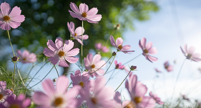 Mengemas Pendapat dengan Baik