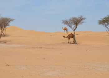 Inilah Isi Perjanjian Yahudi dan Kaum Muslim Saat Setelah Hijrah