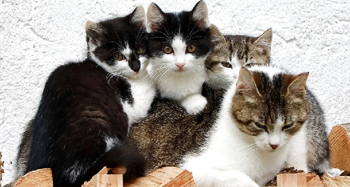 Rasulullah Penyayang Binatang