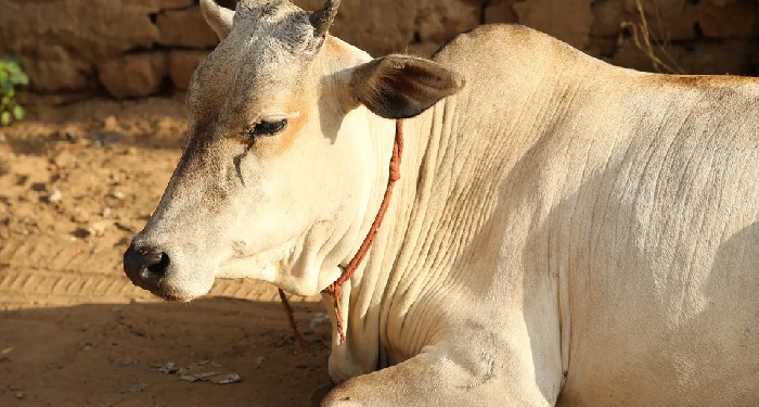 Nikmat Berharta, Nikmat Berqur’an