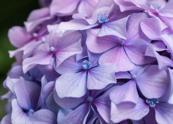 Amr bin Jumuah Masuk Islam