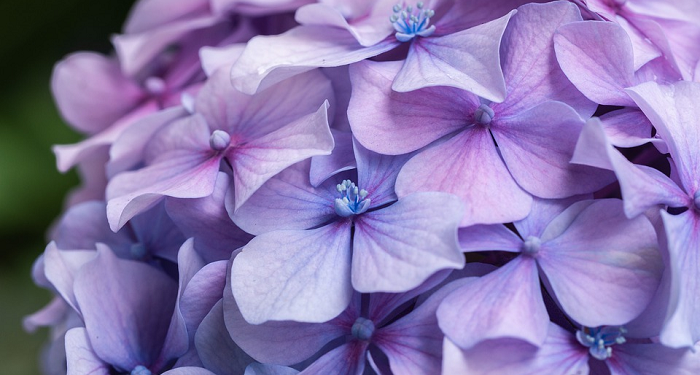 Amr bin Jumuah Masuk Islam