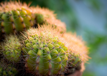 Pemimpin Tak Main Gusur