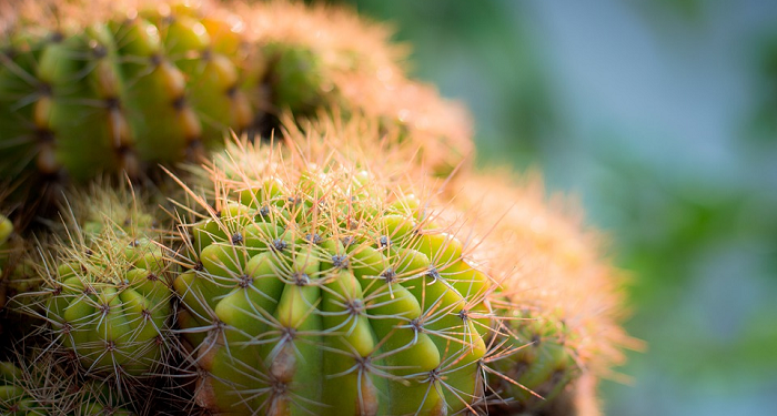 Pemimpin Tak Main Gusur