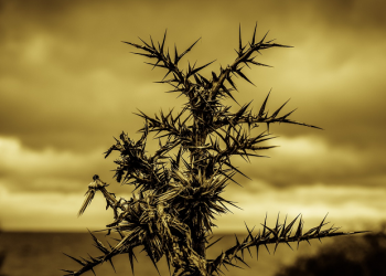 Kesombongan yang Bertentangan dengan Iman