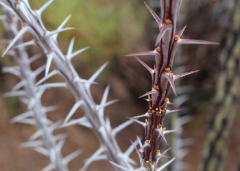 Sakit Hati Bilal karena Abu Dzar Al Ghifari