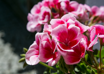 Ketika Hamzah bin Abdul Muthalib Bimbang dengan Agama Barunya