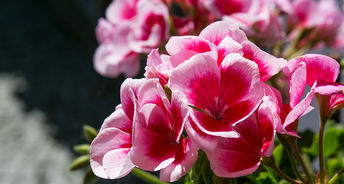 Ketika Hamzah bin Abdul Muthalib Bimbang dengan Agama Barunya