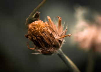 Nasib Jenazah Pemilih Penista Agama, Dishalatkan atau Tidak?