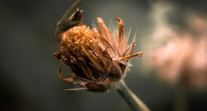 Nasib Jenazah Pemilih Penista Agama, Dishalatkan atau Tidak?