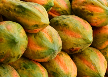 Resep Sehat Puding Pepaya 