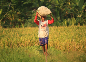 Rumahku Banjir, Kasihan Petani Tetanggaku