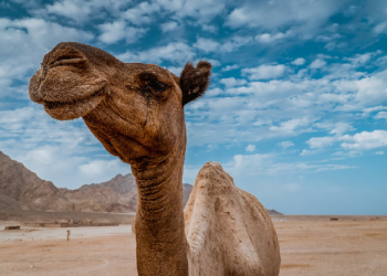 Maka Apakah Mereka Tidak Memperhatikan Bagaimana Unta Diciptakan