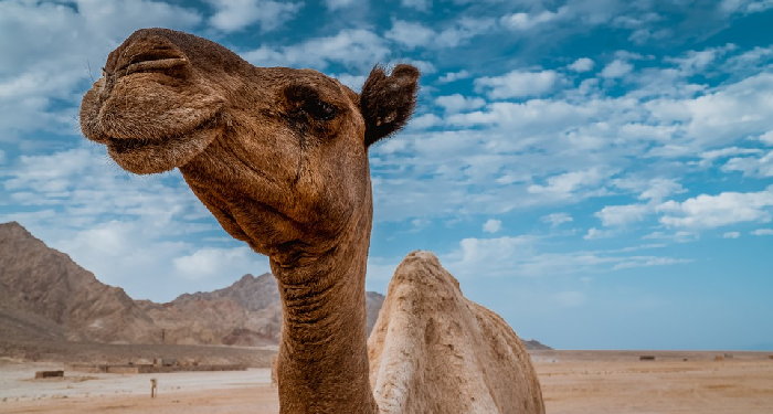 Maka Apakah Mereka Tidak Memperhatikan Bagaimana Unta Diciptakan